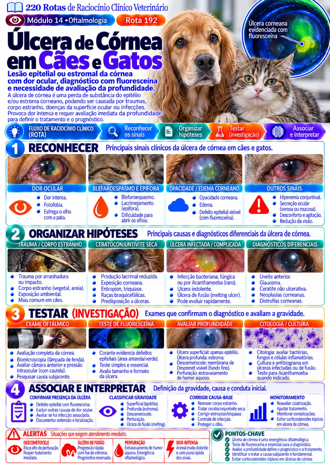 Úlcera de córnea em cães e gatos — Oftalmologia