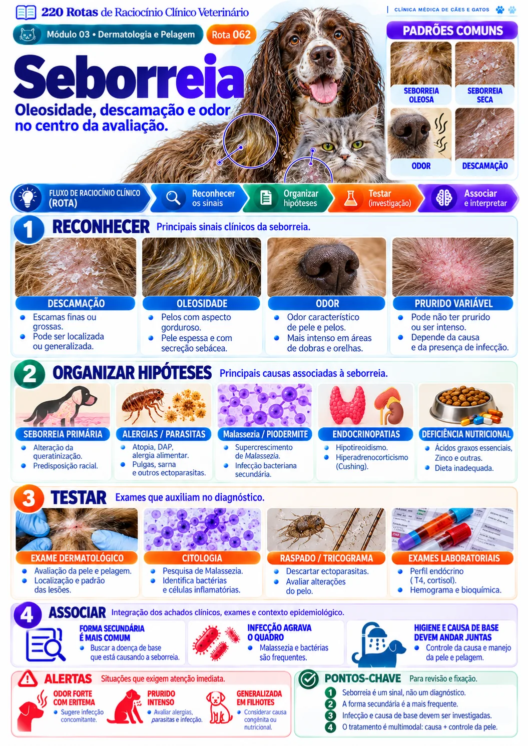 Seborreia — Dermatologia e Pelagem